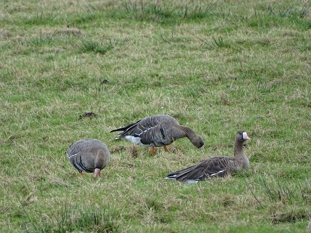 皇家社会中 皇家社会中