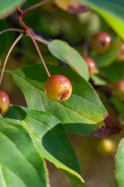 有近百年历 有近百年历